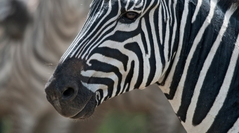 hutomo-abrianto-9mPl0Zo7_gQ-unsplash-790x1050v2