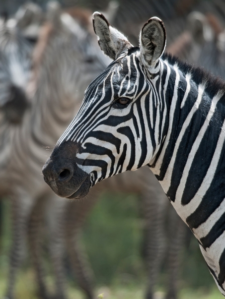 hutomo-abrianto-9mPl0Zo7_gQ-unsplash-790x1050v2