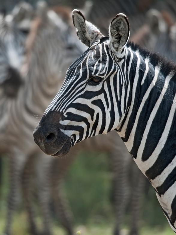 hutomo-abrianto-9mPl0Zo7_gQ-unsplash-790x1050v2