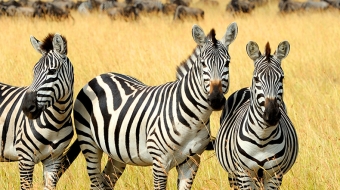 sylwia-pietruszka-218324-unsplash-790x1050