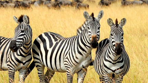 sylwia-pietruszka-218324-unsplash-790x1050