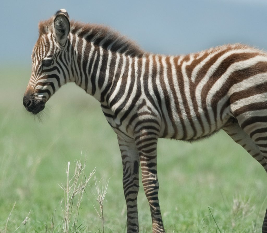 calum-lewis-387585-unsplash-1-1590x894