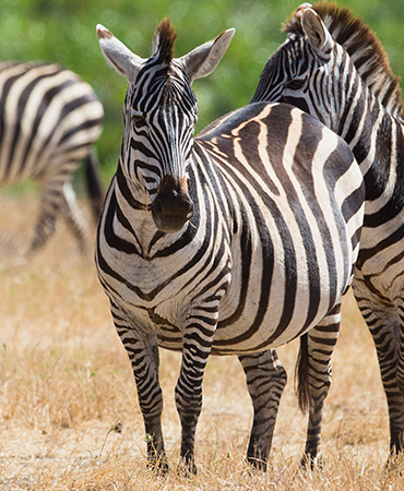 carpenter-at-work-PNB4MLG