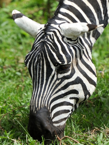 hutomo-abrianto-9mPl0Zo7_gQ-unsplash-790x1050