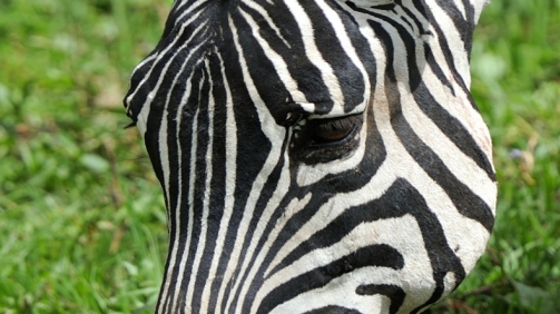 hutomo-abrianto-9mPl0Zo7_gQ-unsplash-790x1050