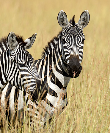 portrait-of-a-man-worker-in-the-carpentry-RQKJWHY