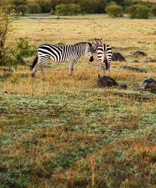 the-carpenter-works-with-a-tree-ASCY5K2-1024x1236