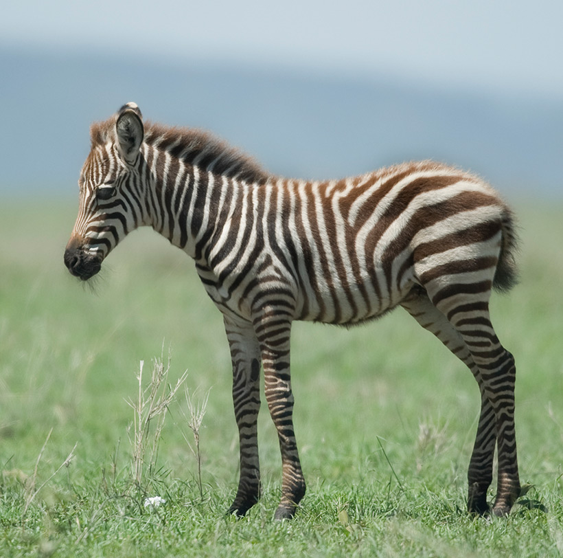 the-carpenter-works-with-a-tree-HUVC5QT