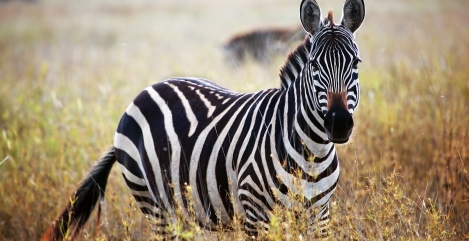 tyler-nix-508551-unsplash-1-1-1590x894