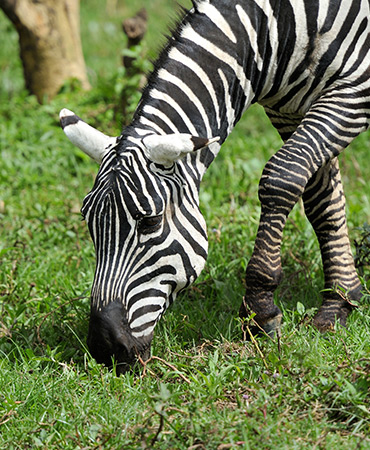 young-craftsman-in-uniform-working-at-carpentry-PL7Q9UL